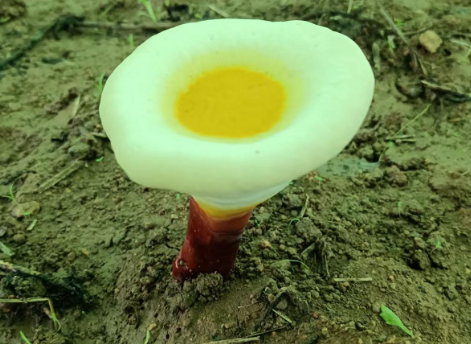 灵芝孢子粉对熬夜有什么好处？熬夜组必备佳品
