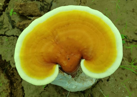 吃灵芝孢子粉会便秘吗？看完这篇就懂了