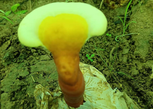 灵芝孢子粉吃了头晕是什么原因?那些你不知道的事儿-第1张图片-灵芝大师 灵芝孢子粉吃了头晕是什么原因?那些你不知道的事儿-第1张图片-灵芝大师