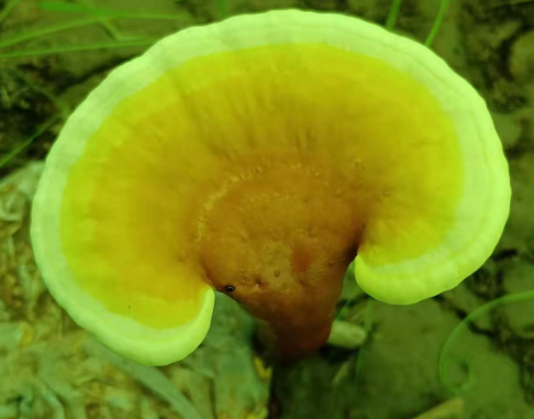 灵芝孢子粉对癌症有效果吗？你居然还不知道！