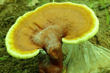 服用灵芝孢子粉伤胃吗？胃不好的人注意看
