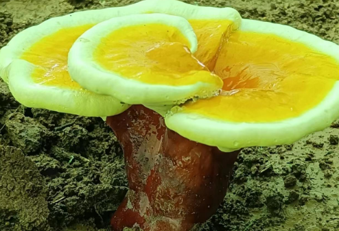吃灵芝孢子粉会上火吗?原来是因为这种原因-第1张图片-灵芝大师 吃灵芝孢子粉会上火吗?原来是因为这种原因-第1张图片-灵芝大师