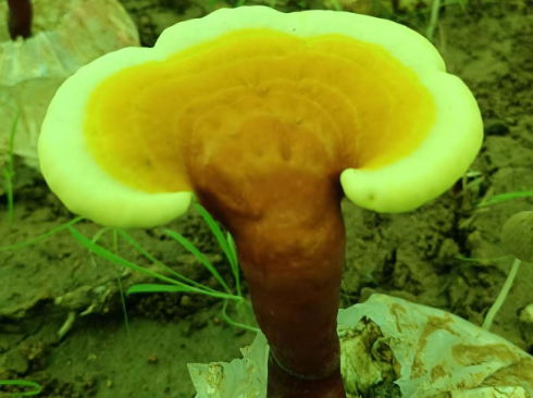 灵芝孢子粉破壁是什么意思?可能跟你想的完全不一样-第1张图片-灵芝大师 灵芝孢子粉破壁是什么意思?可能跟你想的完全不一样-第1张图片-灵芝大师