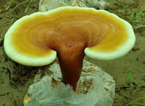 肿瘤可以吃灵芝孢子粉吗？居然还有这作用？
