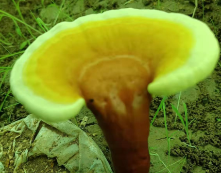 灵芝孢子粉胃溃疡能吃吗？看完你就知道以前都做错了！