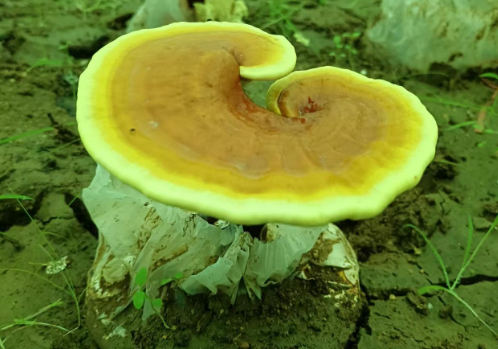 癌症病人能吃灵芝孢子粉吗？一文解答你所有疑惑