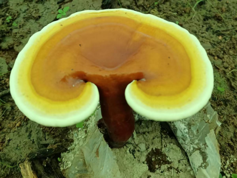 灵芝孢子粉治咳嗽吗？镇肺止咳就选它