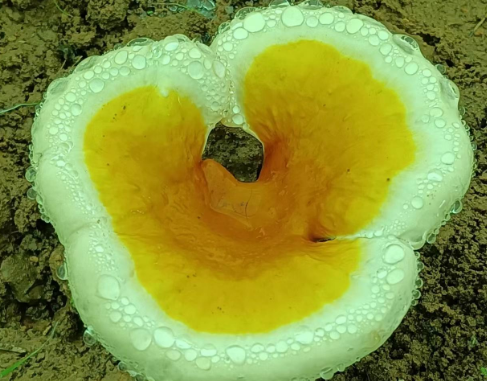 长期吃灵芝孢子粉的好处，居然还有人不知道吗？