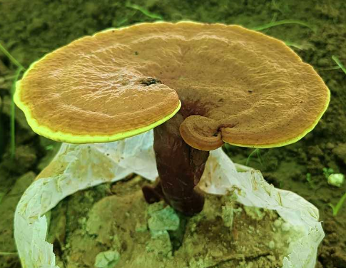 灵芝孢子粉一天吃几次最佳?多吃效果会更好?-第1张图片-灵芝大师 灵芝孢子粉一天吃几次最佳?多吃效果会更好?-第1张图片-灵芝大师