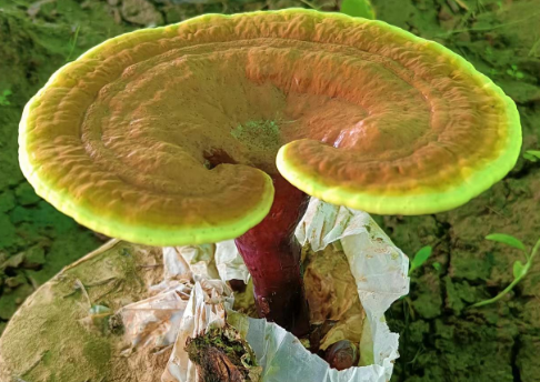 一斤灵芝孢子粉能喝多长时间?这么算才行-第1张图片-灵芝大师 一斤灵芝孢子粉能喝多长时间?这么算才行-第1张图片-灵芝大师