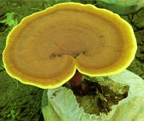 灵芝孢子粉能降血脂吗？降血脂还得看它