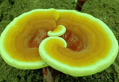 灵芝孢子粉可以和蜂蜜一起吃吗?居然还有人不知道?亏大了!-第1张图片-灵芝大师 灵芝孢子粉可以和蜂蜜一起吃吗?居然还有人不知道?亏大了!-第1张图片-灵芝大师