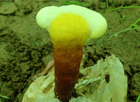灵芝孢子粉能淡斑美白吗？这样做让你年轻十岁！