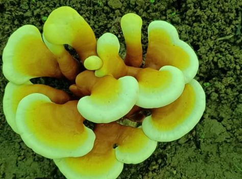 最正宗的灵芝孢子粉是什么牌子的?错过是您的损失!-第1张图片-灵芝大师 最正宗的灵芝孢子粉是什么牌子的?错过是您的损失!-第1张图片-灵芝大师