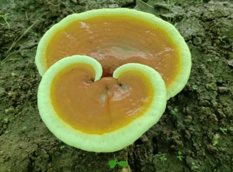 哪个品牌的灵芝孢子粉最好?还不知道怎么挑选?-第1张图片-灵芝大师 哪个品牌的灵芝孢子粉最好?还不知道怎么挑选?-第1张图片-灵芝大师