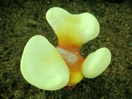 灵芝孢子粉能不能长期吃?你知道的不一定对!-第1张图片-灵芝大师 灵芝孢子粉能不能长期吃?你知道的不一定对!-第1张图片-灵芝大师