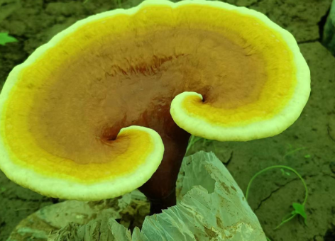 灵芝孢子粉禁忌你居然还不知道吗？-第1张图片-灵芝大师