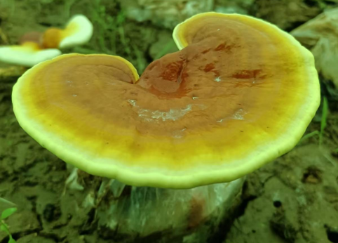 灵芝孢子粉的适应人群有哪些？什么样的人可以喝呢？-第1张图片-灵芝大师
