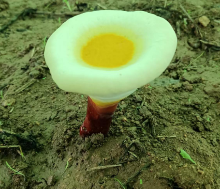 吃灵芝孢子粉的作用都有哪些？千万别错过！