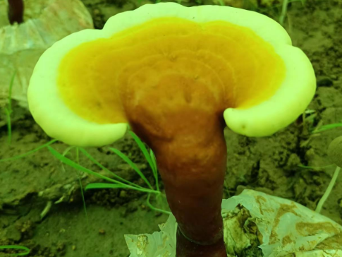 灵芝孢子粉哪个品牌的比较好？你选的是这款吗？-第1张图片-灵芝大师