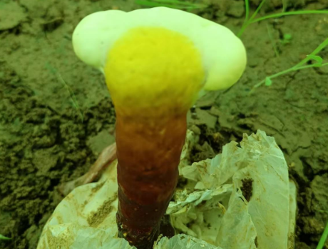 灵芝孢子粉的作用有哪些？带你了解灵芝孢子粉
