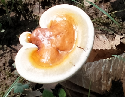 灵芝孢子粉都有什么作用？这些你绝对不知道！