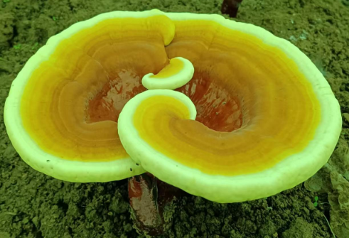 灵芝孢子粉哪个牌子比较好?居然还有人不知道这个品牌?-第1张图片-灵芝大师 灵芝孢子粉哪个牌子比较好?居然还有人不知道这个品牌?-第1张图片-灵芝大师