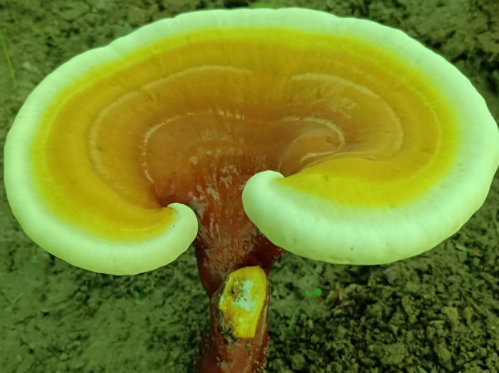 破壁灵芝孢子粉治什么病？这个你居然都不知道！