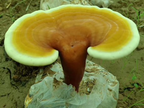灵芝孢子粉适合哪些人吃？专家是这样说的