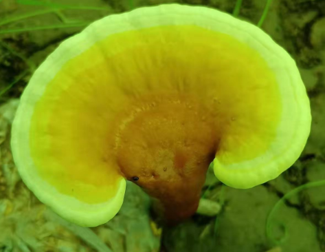 灵芝孢子粉适合哪些人群吃?这类人群错过后悔!-第1张图片-灵芝大师 灵芝孢子粉适合哪些人群吃?这类人群错过后悔!-第1张图片-灵芝大师
