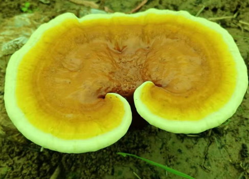 灵芝孢子粉主要治什么？不会还有人不知道吧？
