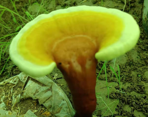 哪个灵芝孢子粉品牌好?这个牌子居然还有人不知道!-第1张图片-灵芝大师 哪个灵芝孢子粉品牌好?这个牌子居然还有人不知道!-第1张图片-灵芝大师