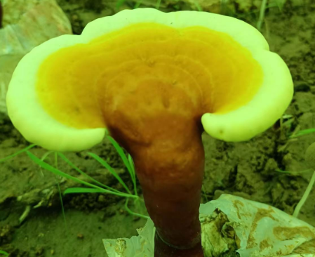 哪个牌子的灵芝孢子粉好?这个品牌最好,不服来辩!-第1张图片-灵芝大师 哪个牌子的灵芝孢子粉好?这个品牌最好,不服来辩!-第1张图片-灵芝大师