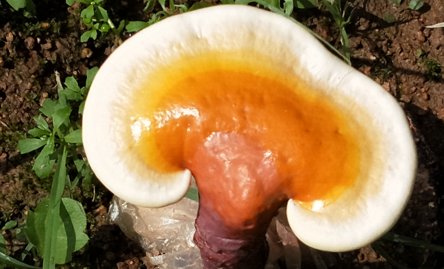 什么样的人适合吃灵芝孢子粉?简直是这些人的福音!-第1张图片-灵芝大师 什么样的人适合吃灵芝孢子粉?简直是这些人的福音!-第1张图片-灵芝大师