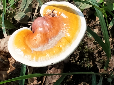 哪个品牌的灵芝孢子粉好?错过这个损失大了!-第1张图片-灵芝大师 哪个品牌的灵芝孢子粉好?错过这个损失大了!-第1张图片-灵芝大师