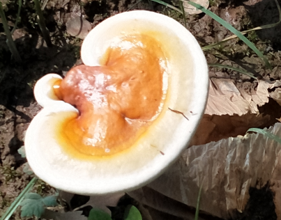 吃了那么久的灵芝孢子粉，竟然不知灵芝孢子粉都有什么功效？