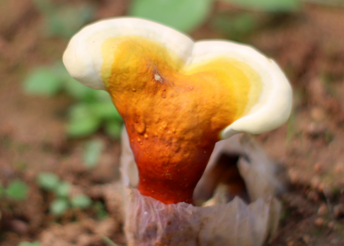 吃灵芝孢子粉好吗？你居然还不知道！