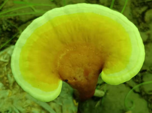 灵芝孢子粉哪些牌子好?这个最受喜爱!-第1张图片-灵芝大师 灵芝孢子粉哪些牌子好?这个最受喜爱!-第1张图片-灵芝大师