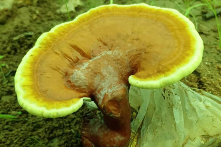 灵芝孢子粉都管啥病的？吃药不管用？试试灵芝孢子粉