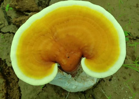 破壁灵芝孢子粉的功效与作用，这个功效你一定没听说过！