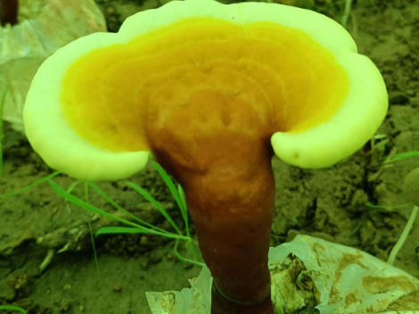 灵芝孢子粉主要治什么？患这些病的朋友一定不要错过