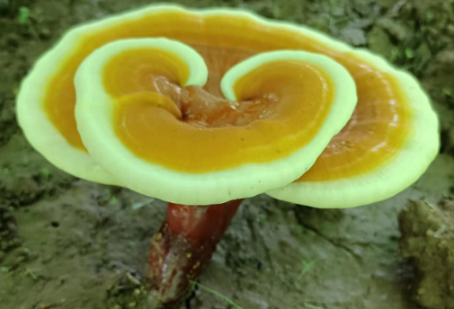每天吃灵芝孢子粉有什么好处？越早知道越好！