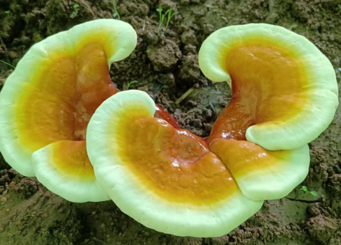 哪个牌子的灵芝孢子粉最好?这个牌子你还不知道吗?-第1张图片-灵芝大师 哪个牌子的灵芝孢子粉最好?这个牌子你还不知道吗?-第1张图片-灵芝大师