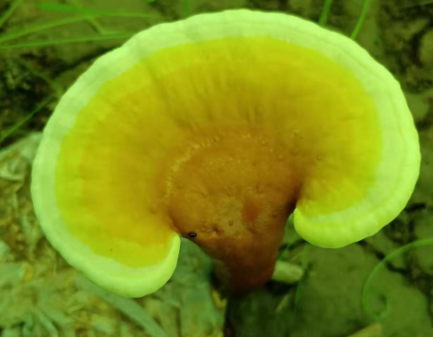 灵芝孢子粉能治病吗？居然是这样！