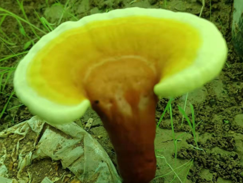 灵芝孢子粉最佳吃时间?这样吃效果最好-第1张图片-灵芝大师 灵芝孢子粉最佳吃时间?这样吃效果最好-第1张图片-灵芝大师