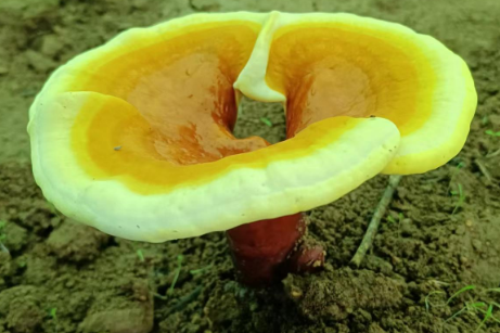 灵芝孢子粉价格多少钱一克?你,买贵了吗?-第1张图片-灵芝大师 灵芝孢子粉价格多少钱一克?你,买贵了吗?-第1张图片-灵芝大师