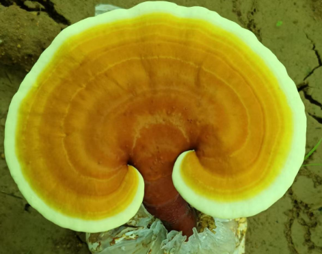 灵芝孢子粉过期了能吃吗?过期灵芝孢子粉你还在吃?-第1张图片-灵芝大师 灵芝孢子粉过期了能吃吗?过期灵芝孢子粉你还在吃?-第1张图片-灵芝大师