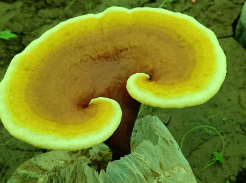 灵芝孢子粉哪里可以买到正宗的?这样选才对!-第1张图片-灵芝大师 灵芝孢子粉哪里可以买到正宗的?这样选才对!-第1张图片-灵芝大师