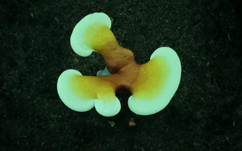 破壁灵芝孢子粉怎么吃效果最好?这样吃效果最好!-第1张图片-灵芝大师 破壁灵芝孢子粉怎么吃效果最好?这样吃效果最好!-第1张图片-灵芝大师