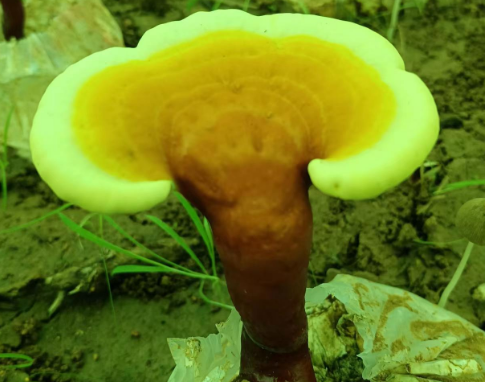 灵芝孢子粉的功效与作用价格，原来门道这么多